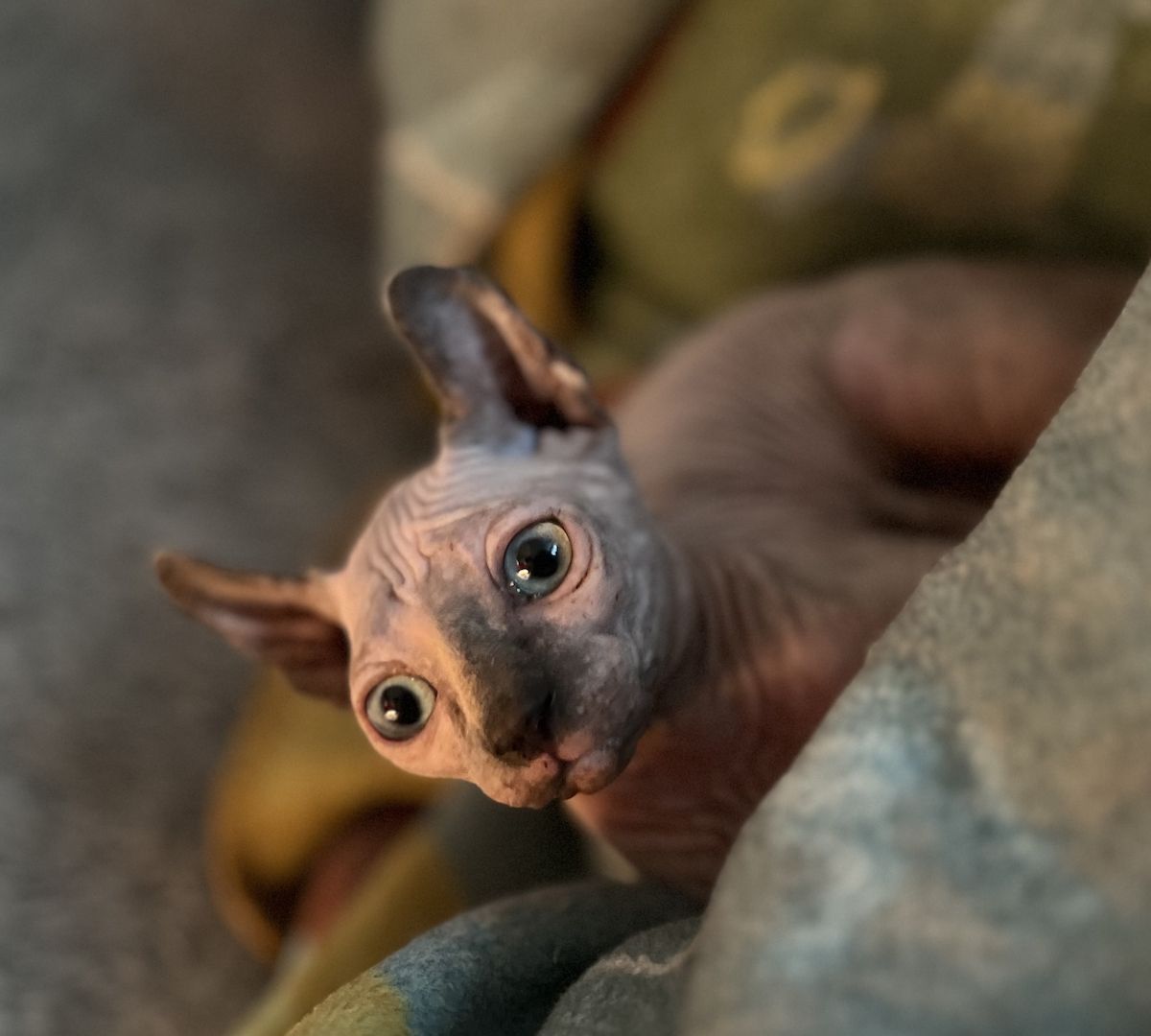 Zauberhaftes Elf Sphynx Kitten Mädchen in Tortie Point Zauberhaftes Elf Sphynx Kitten Mädchen in Tortie Point