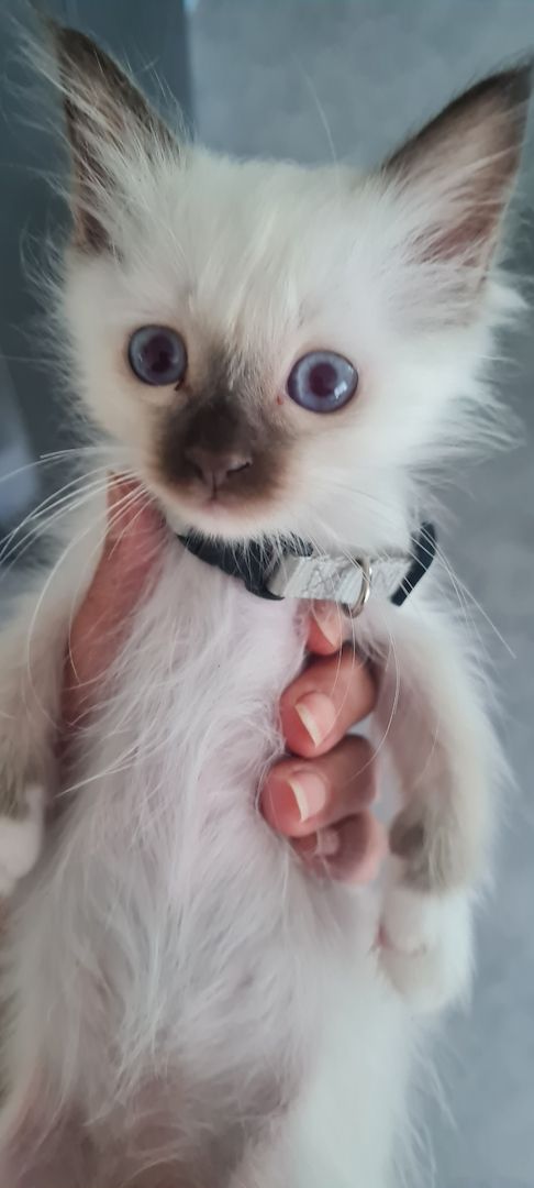 Heilige Birma Kitten Abgabebereit