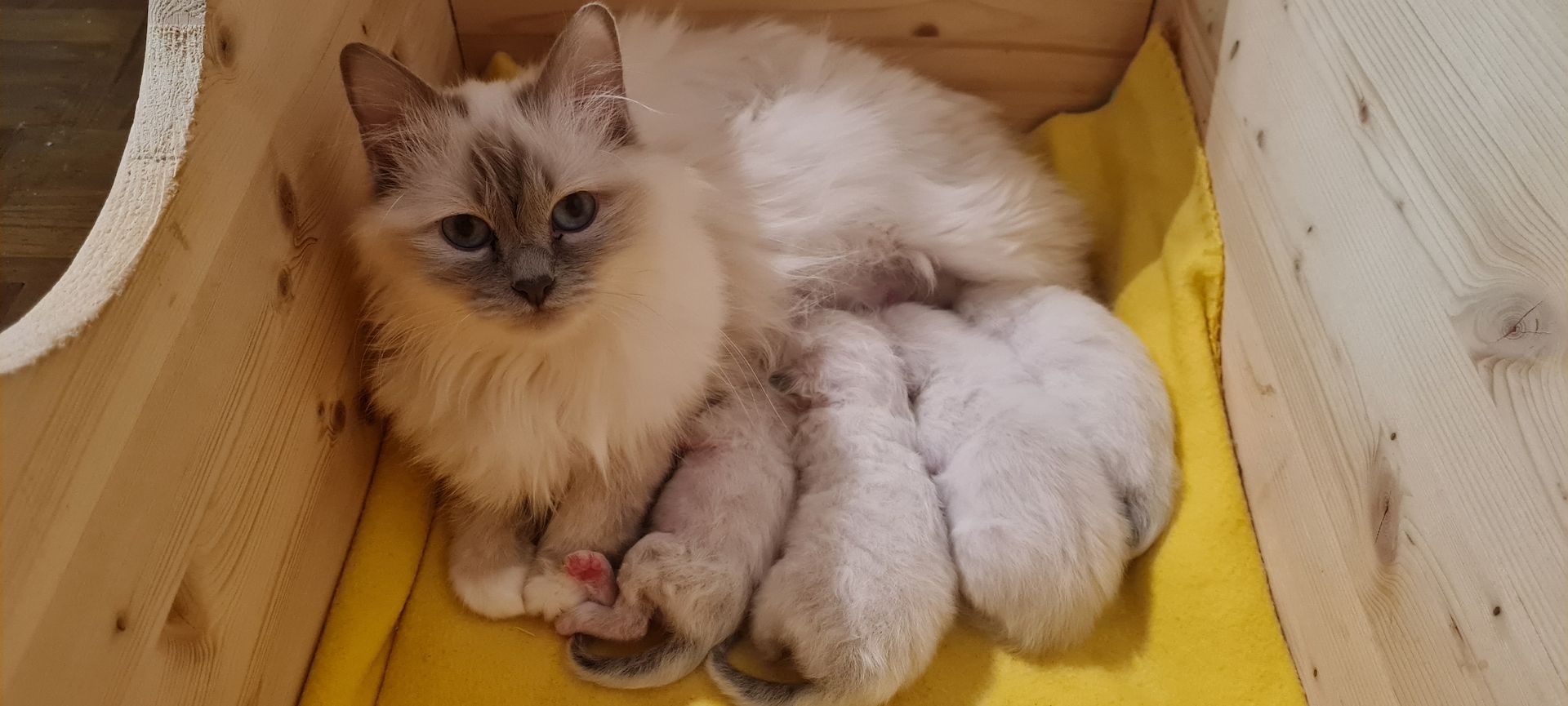 Heilige Birma Kitten Abgabebereit