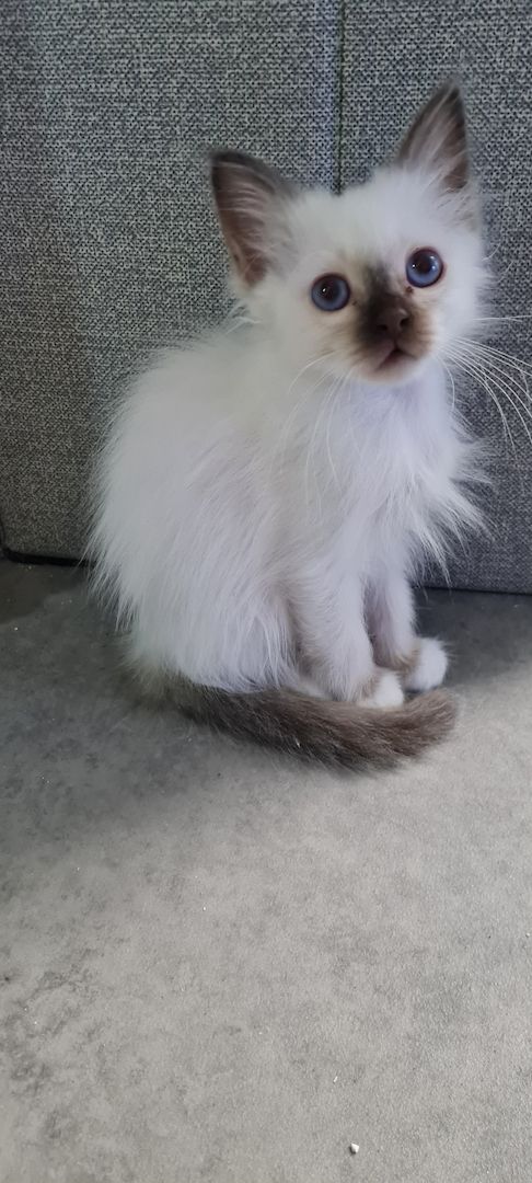 Heilige Birma Kitten Abgabebereit