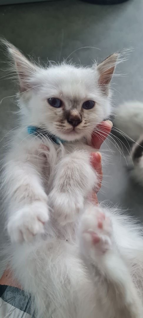 Heilige Birma Kitten Abgabebereit