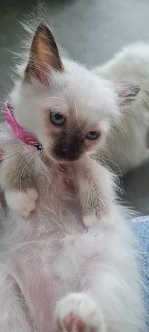 Heilige Birma Kitten Abgabebereit