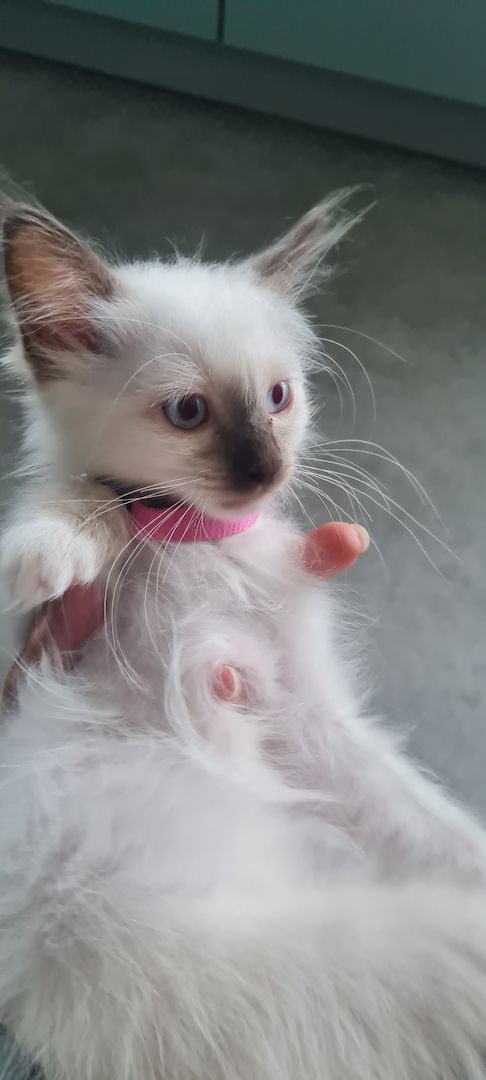 Heilige Birma Kitten Abgabebereit