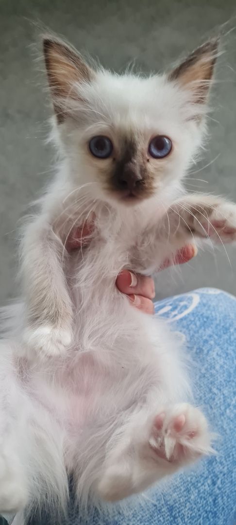 Heilige Birma Kitten Abgabebereit