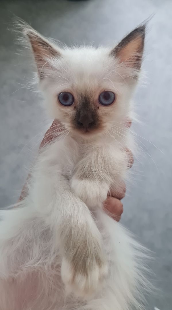 Heilige Birma Kitten Abgabebereit