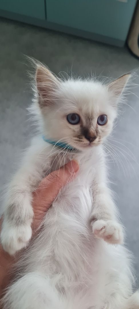 Heilige Birma Kitten Abgabebereit