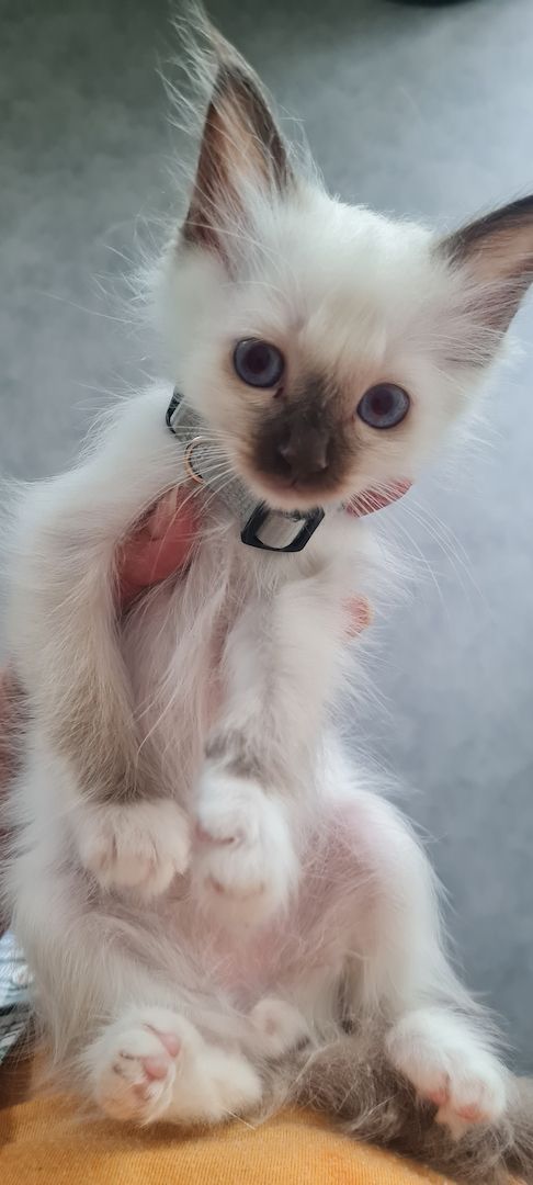 Heilige Birma Kitten Abgabebereit