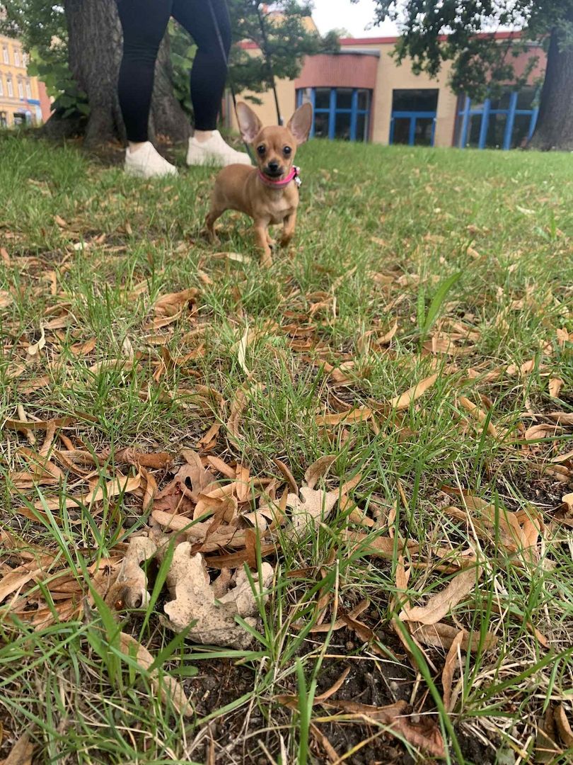 Ich verkaufe einen kurzhaarigen  Teacup mini Chihuahua-Welpen.