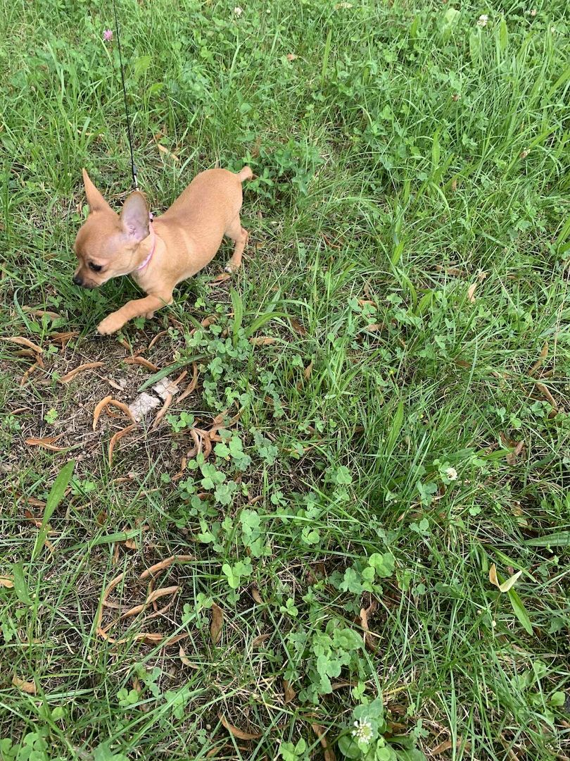 Ich verkaufe einen kurzhaarigen  Teacup mini Chihuahua-Welpen.