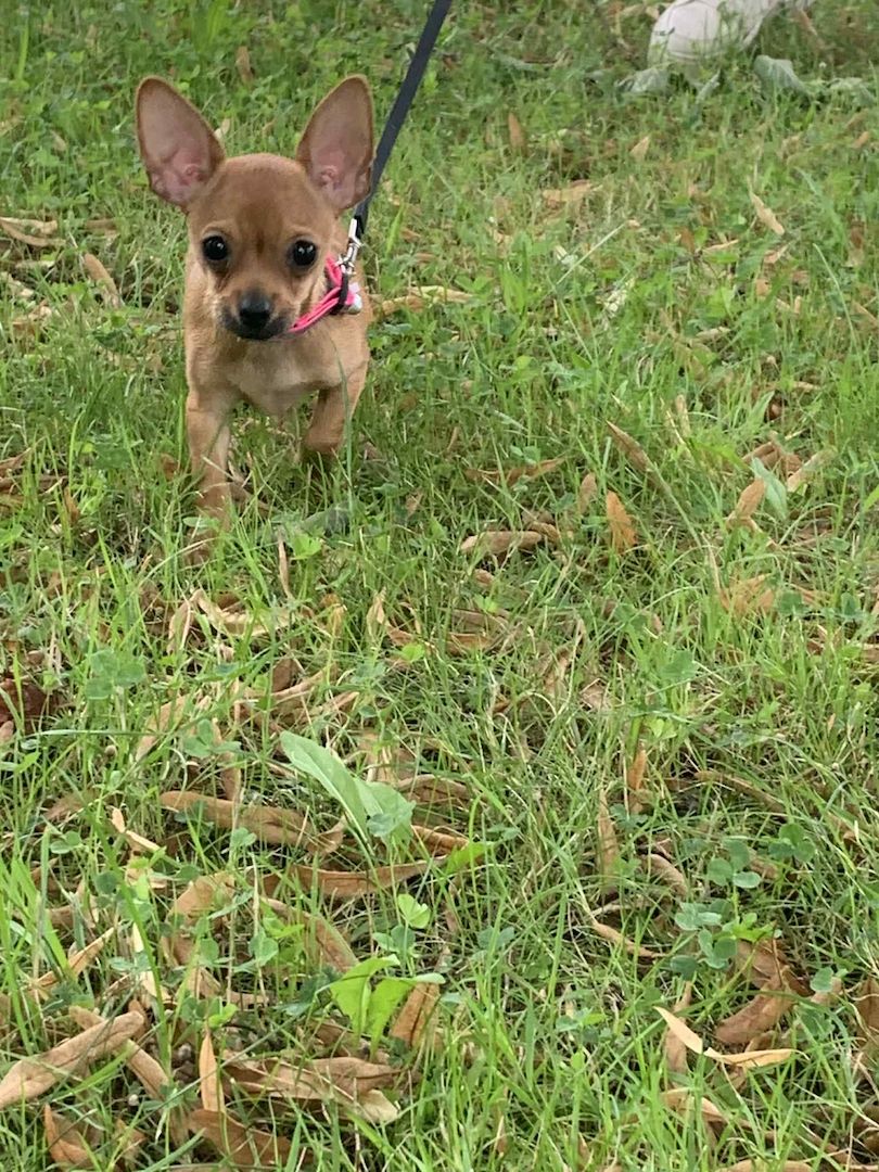 Ich verkaufe einen kurzhaarigen  Teacup mini Chihuahua-Welpen.