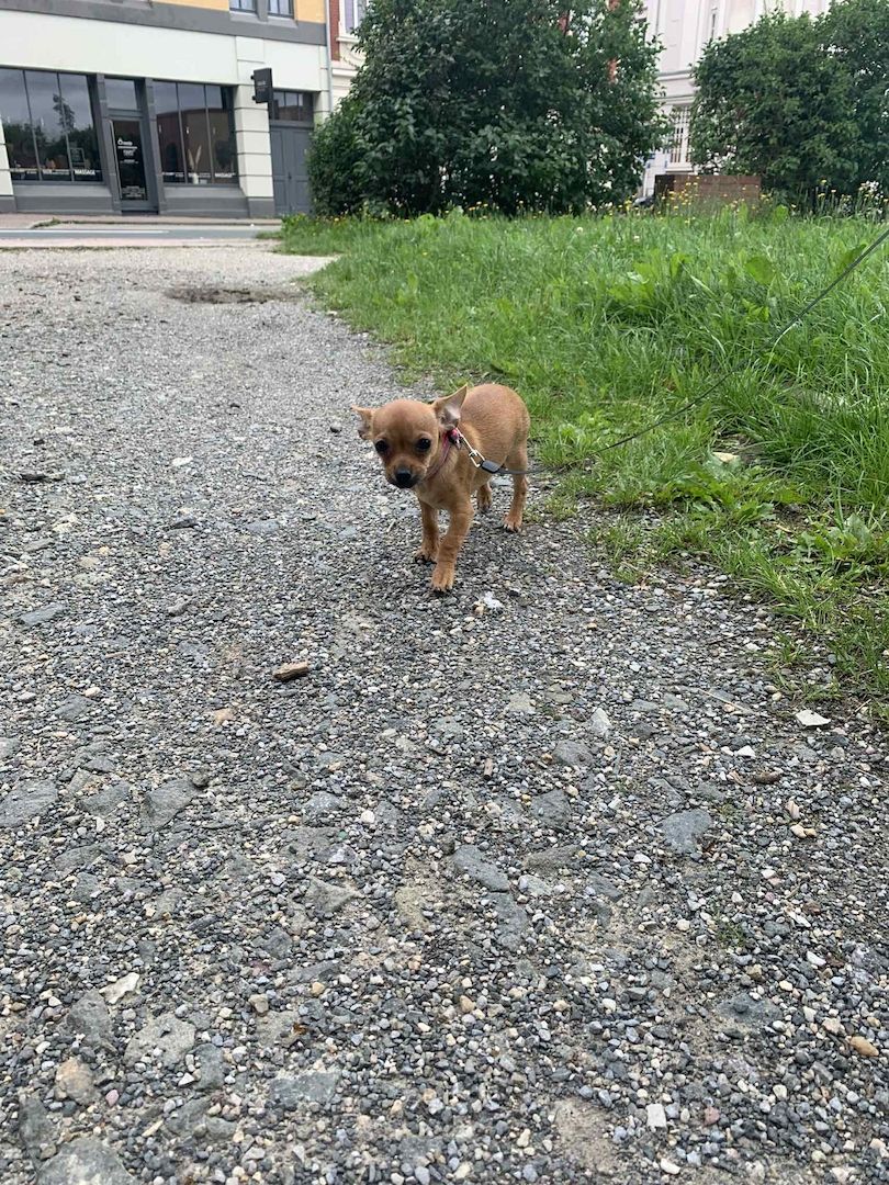 Ich verkaufe einen kurzhaarigen  Teacup mini Chihuahua-Welpen.