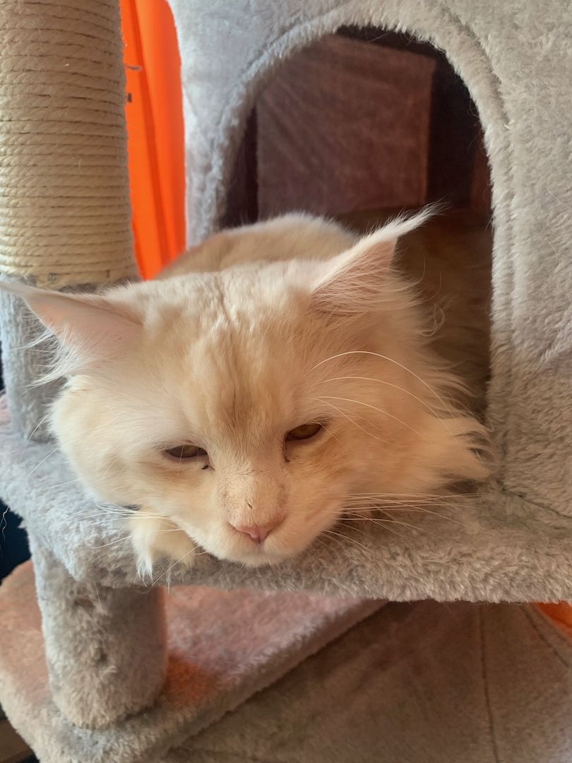 Main Coon  reinrassig