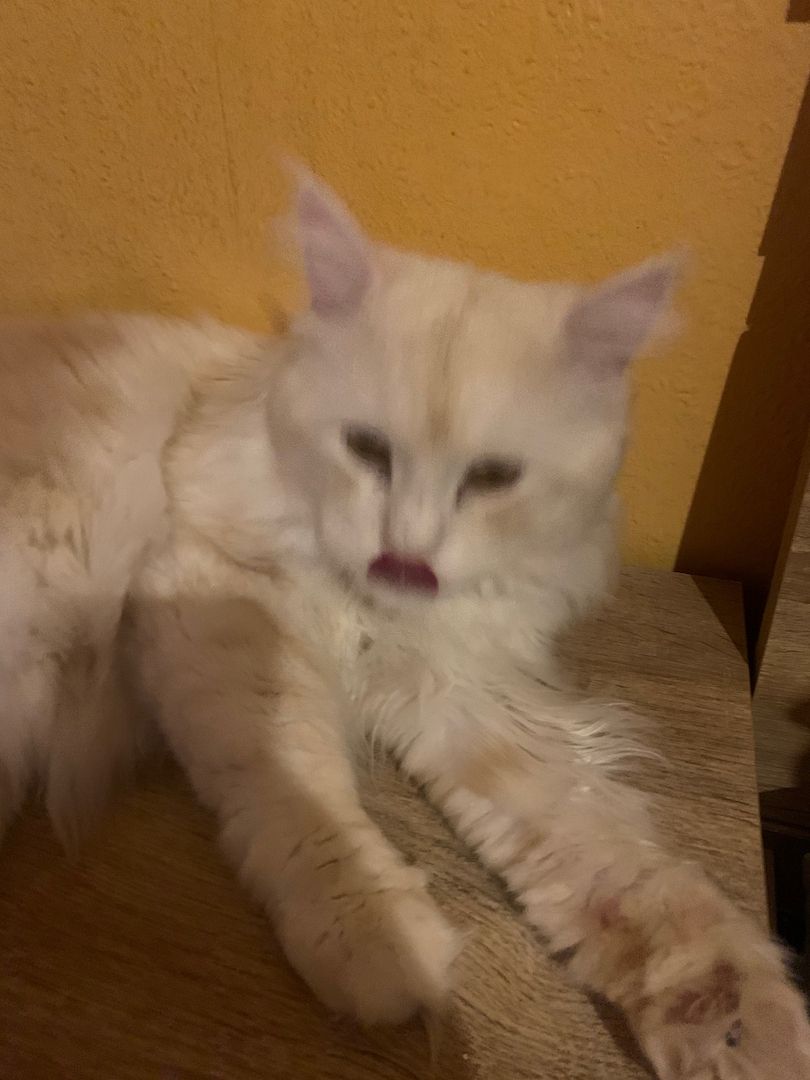 Main Coon  reinrassig