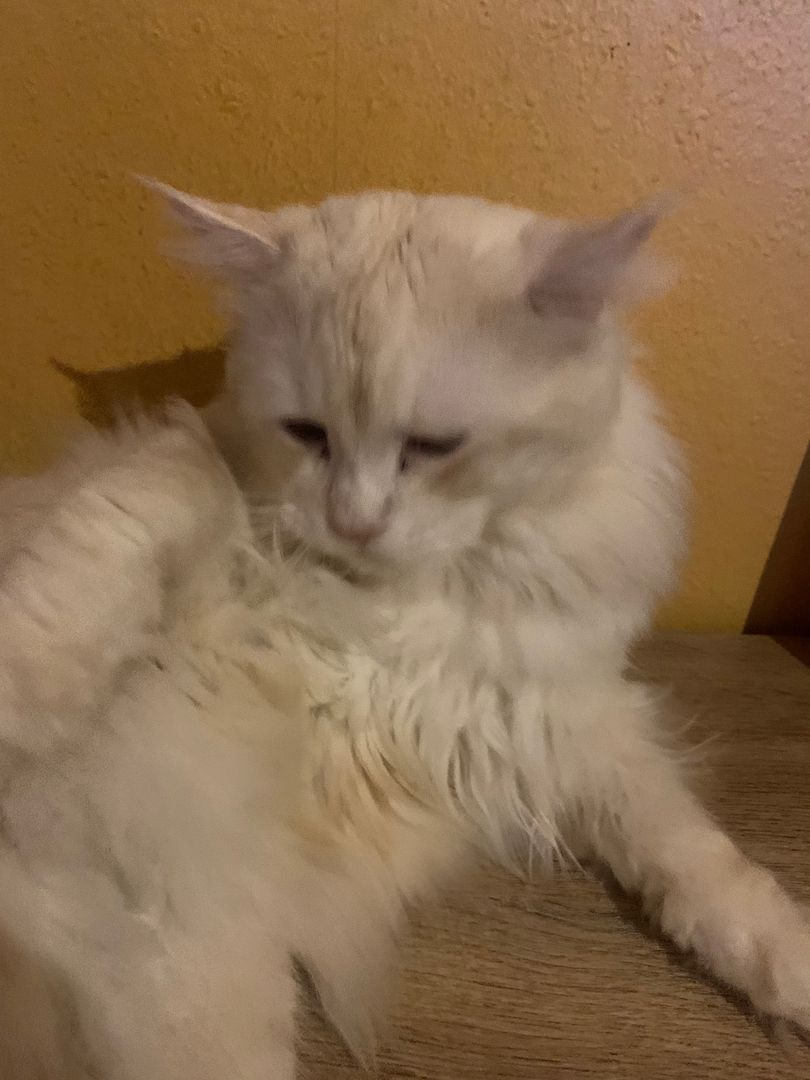 Main Coon  reinrassig