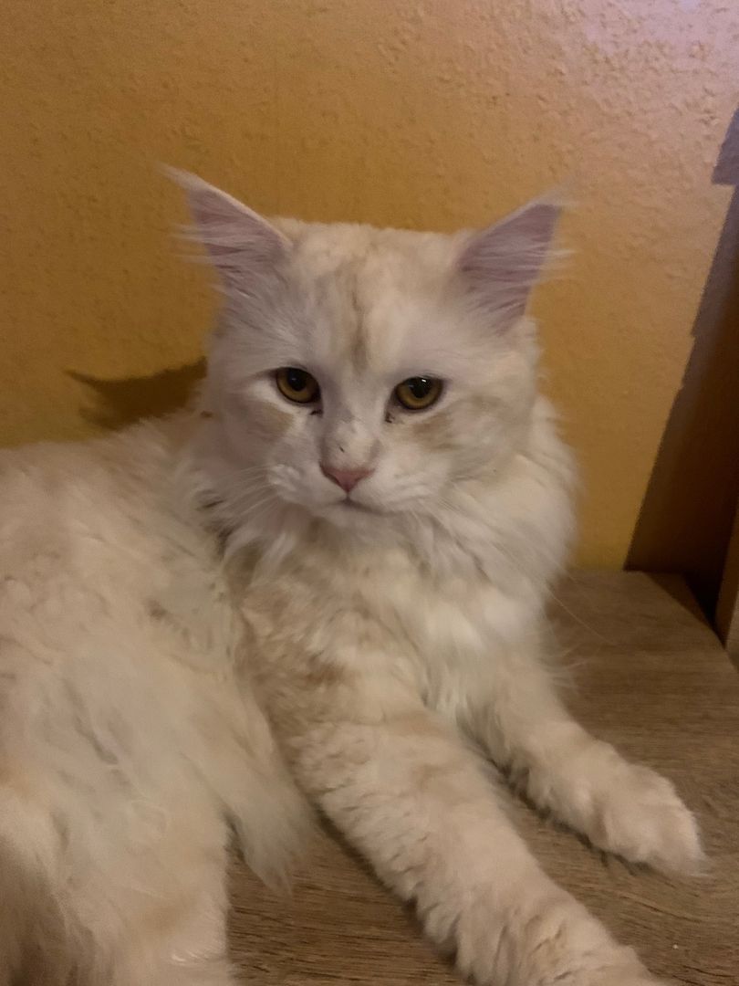 Main Coon  reinrassig