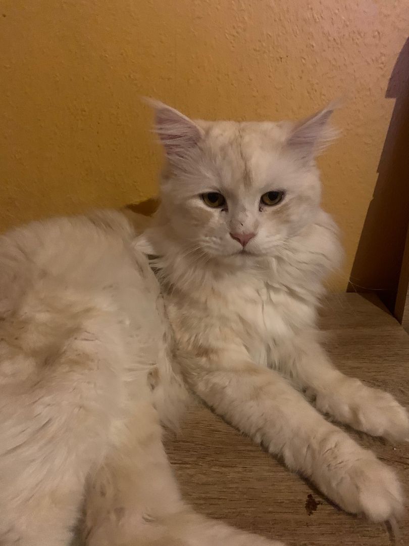 Main Coon  reinrassig