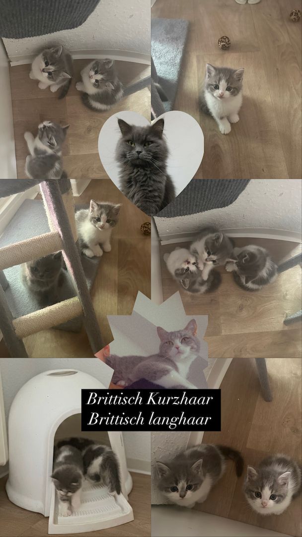 BKH/BLH Kitten