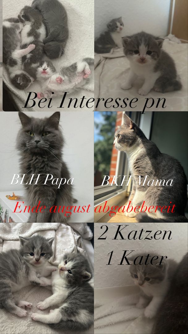 BKH/BLH Kitten