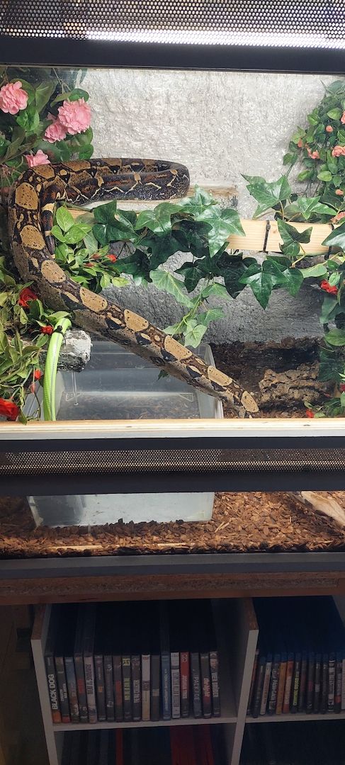 Boa constrictor Boa constrictor