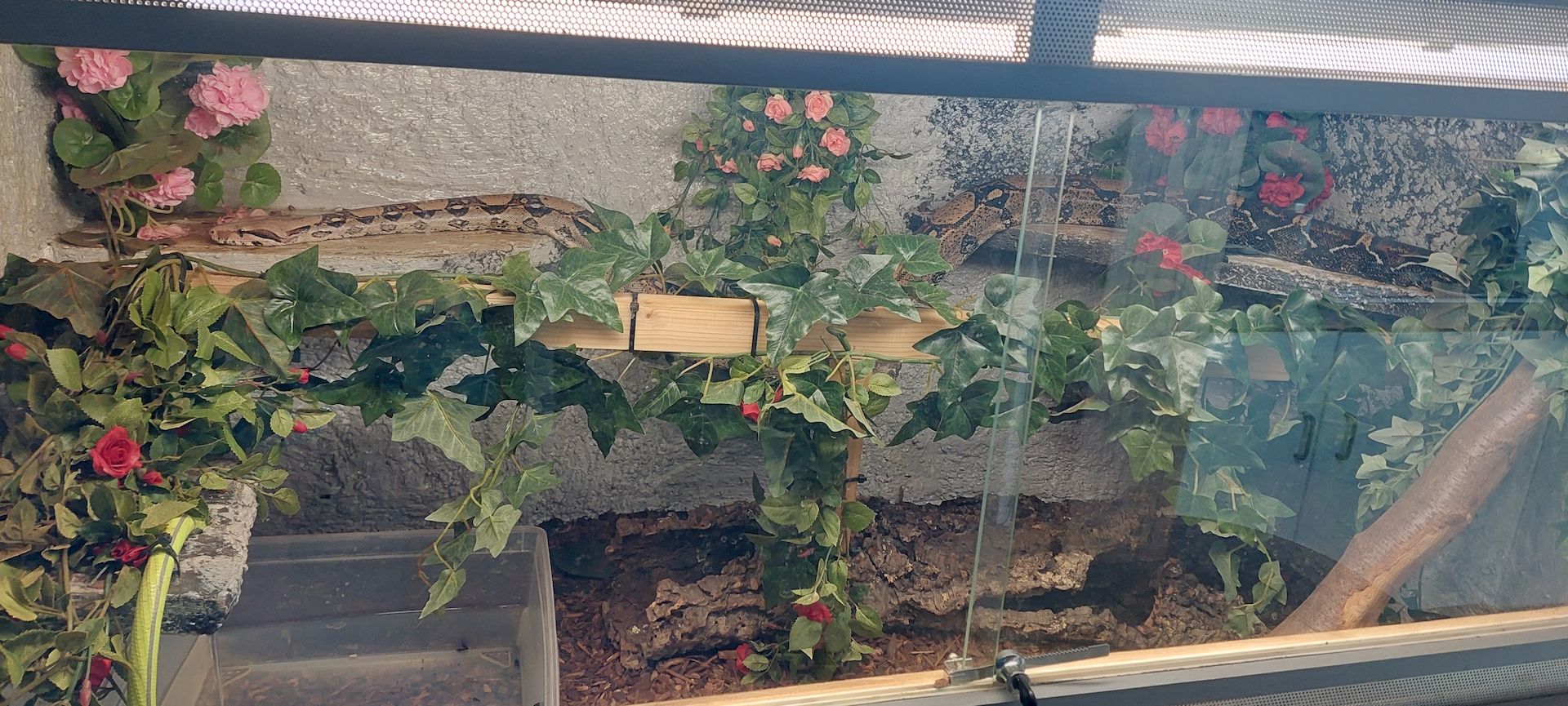 Boa constrictor Boa constrictor