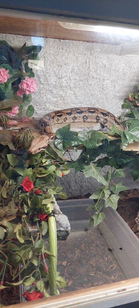 Boa constrictor Boa constrictor