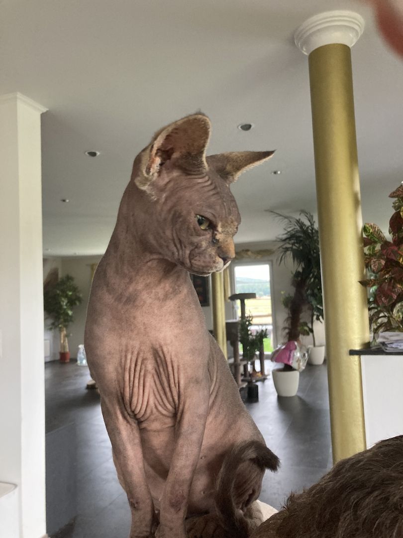 Sphinx Katze Sphinx Katze