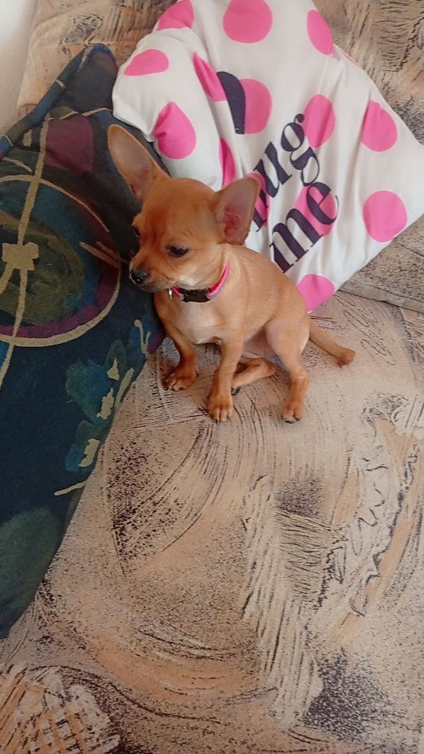 Ich verkaufe einen kurzhaarigen  Teacup mini Chihuahua-Welpen.