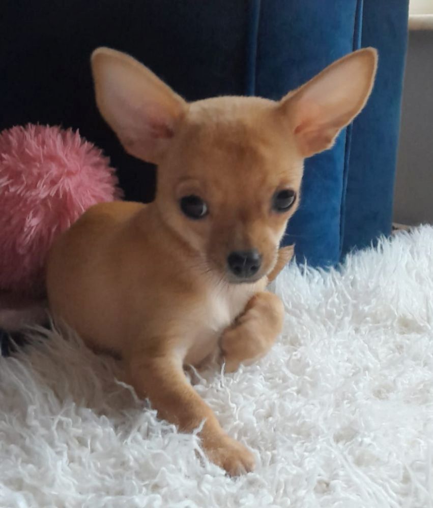 Ich verkaufe einen kurzhaarigen  Teacup mini Chihuahua-Welpen.