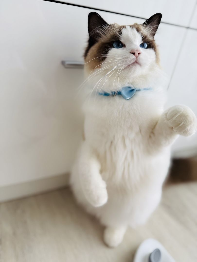 Wunderschöner seal point Ragdoll Kater