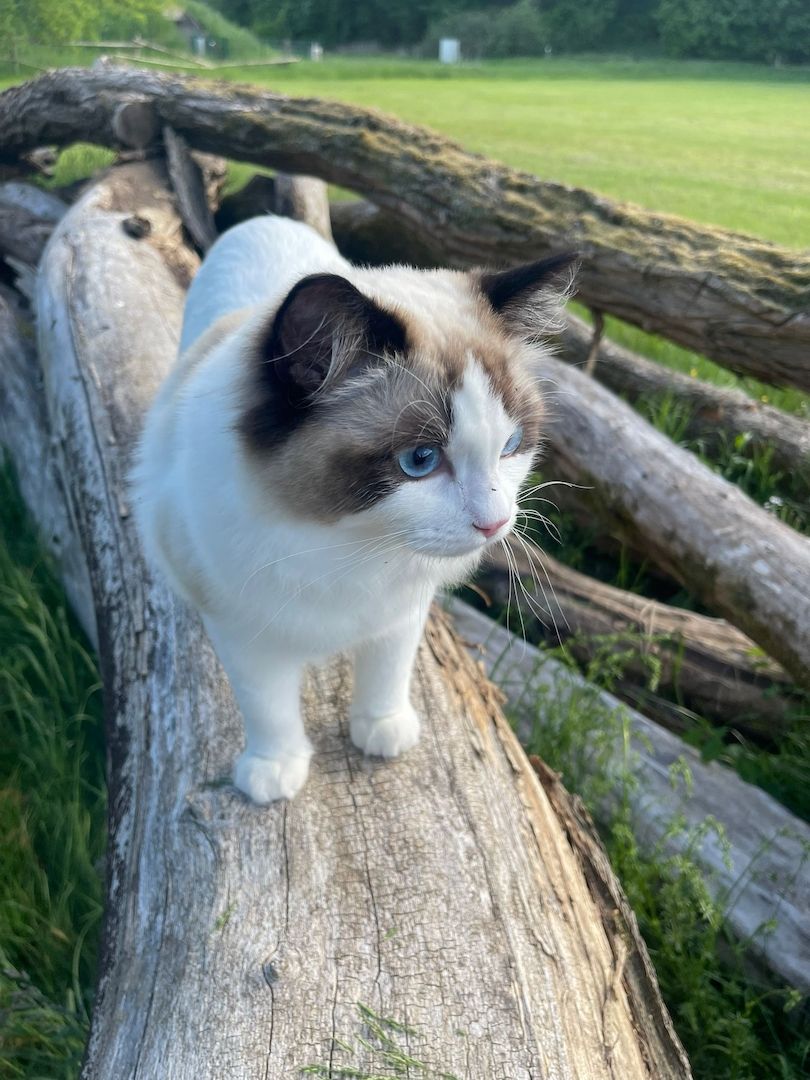 Wunderschöner seal point Ragdoll Kater