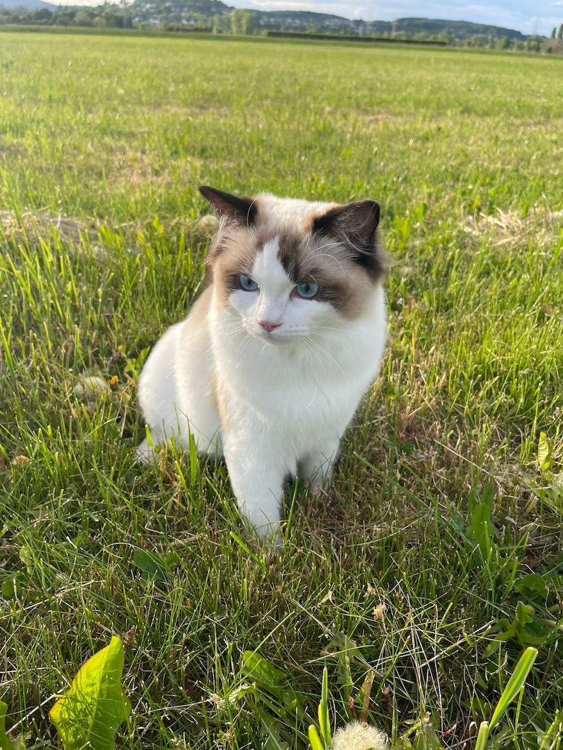 Wunderschöner seal point Ragdoll Kater