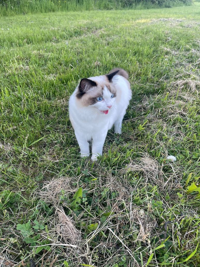 Wunderschöner seal point Ragdoll Kater