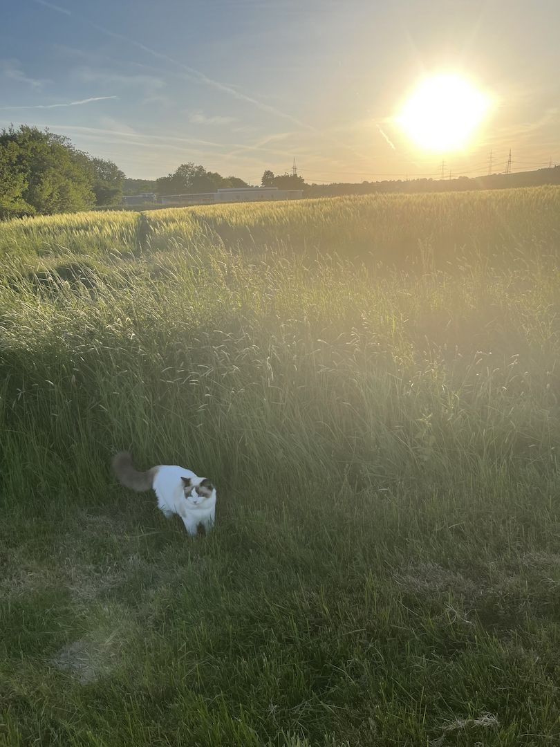 Wunderschöner seal point Ragdoll Kater