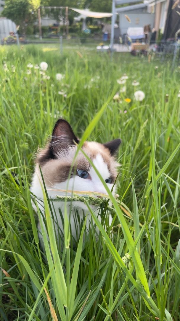 Wunderschöner seal point Ragdoll Kater