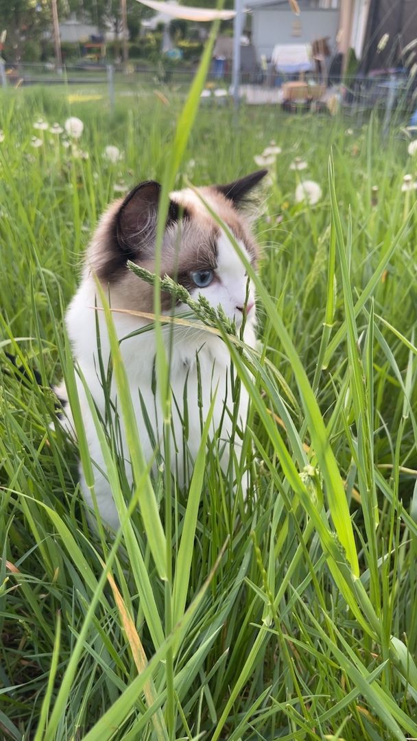 Wunderschöner seal point Ragdoll Kater