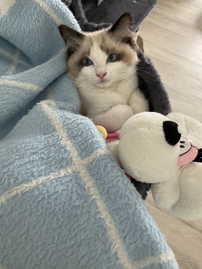 Wunderschöner seal point Ragdoll Kater