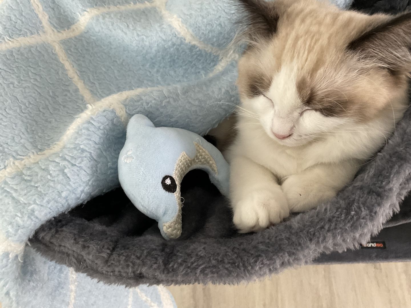 Wunderschöner seal point Ragdoll Kater