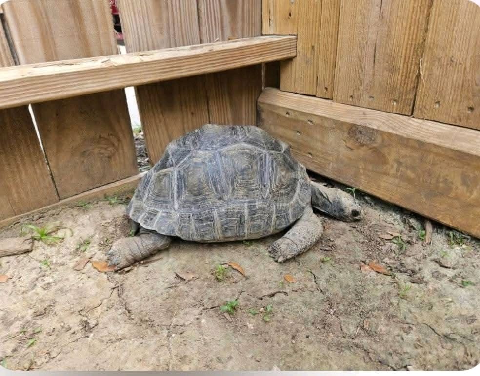 Aldabra-Schildkröten zu verkaufen Aldabra-Schildkröten zu verkaufen