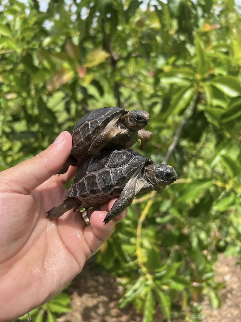 Aldabra-Schildkröten zu verkaufen Aldabra-Schildkröten zu verkaufen