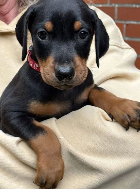 Reinrassige Dobermann Welpen