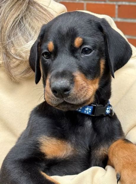 Reinrassige Dobermann Welpen