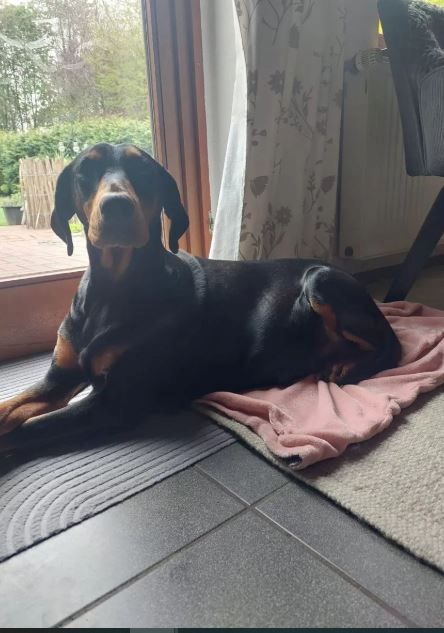 Reinrassige Dobermann Welpen