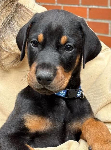 Reinrassige Dobermann Welpen