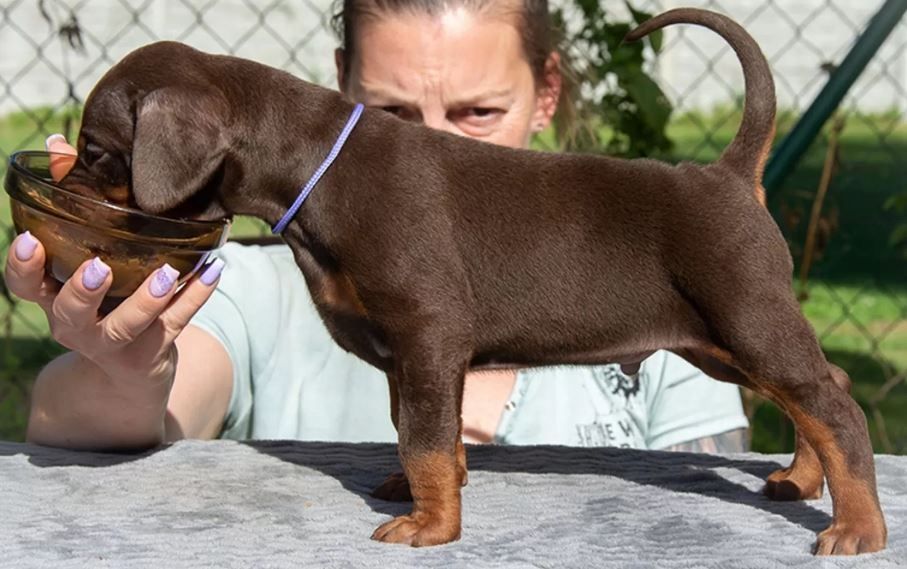 Reinrassige Dobermann Welpen