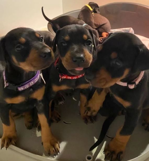 Reinrassige Dobermann Welpen