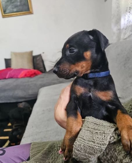 Reinrassige Dobermann Welpen