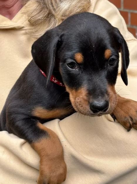 Reinrassige Dobermann Welpen