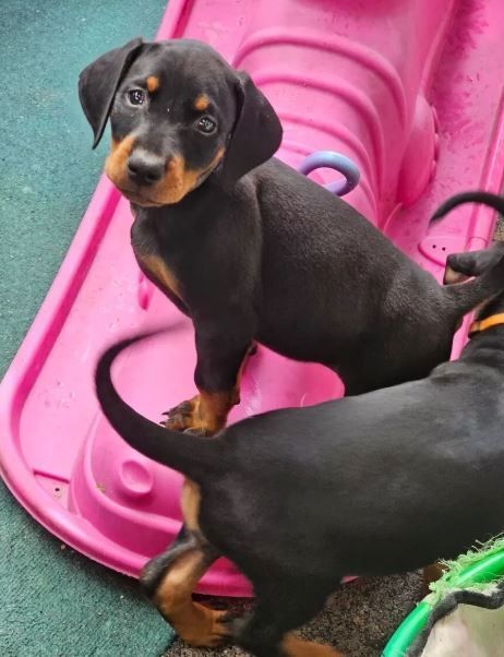 Reinrassige Dobermann Welpen
