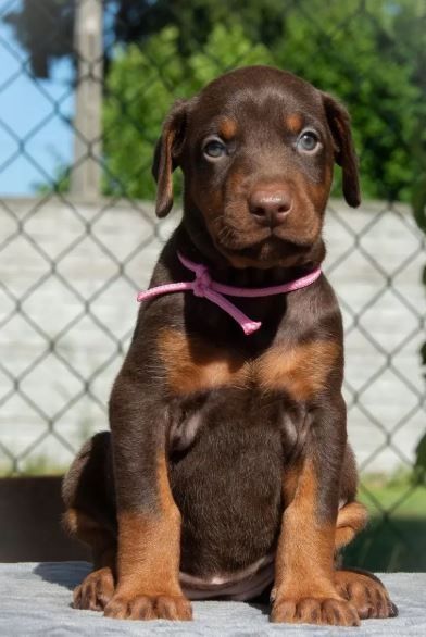 Reinrassige Dobermann Welpen