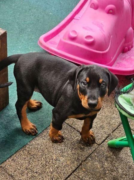 Reinrassige Dobermann Welpen